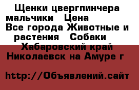 Щенки цвергпинчера мальчики › Цена ­ 25 000 - Все города Животные и растения » Собаки   . Хабаровский край,Николаевск-на-Амуре г.